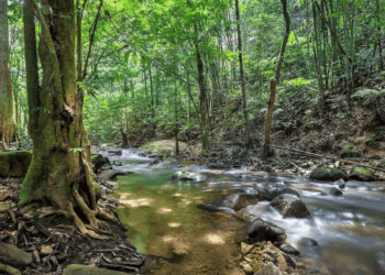 Forrests around the Citarum River in Indonesia.