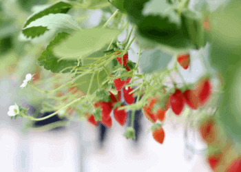 Close-up shot of strawberries grown in automated greenhouses at the Smart Agriculture Competition.