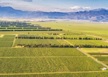 13. Jul - Plantaze uses SAS analytics to monitor the presence of grape moths, which can cause significant problems.
