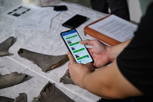 Shark fin species detection by Fin Finder. The rapid identification of shark and ray species will help officers to quickly flag suspicious fin shipments for further DNA testing, and combat illegally traded shark and ray fins.
Photo by: Microsoft, Conservation International and the Singapore National Parks Board
