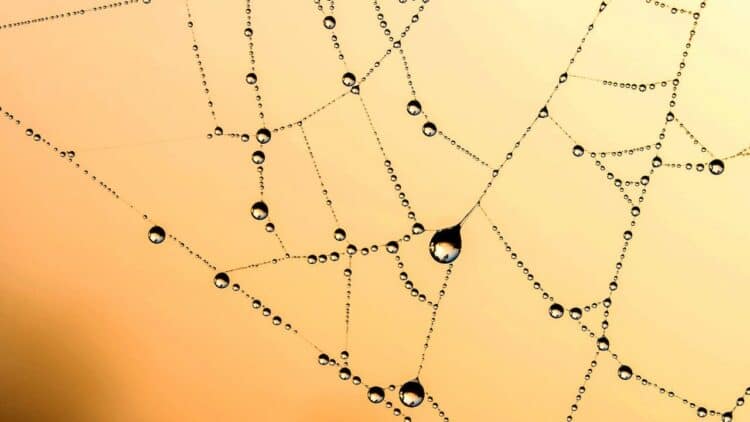 Photo by Pixabay: https://www.pexels.com/photo/abstract-arachnid-atmosphere-atmospheric-276205/
