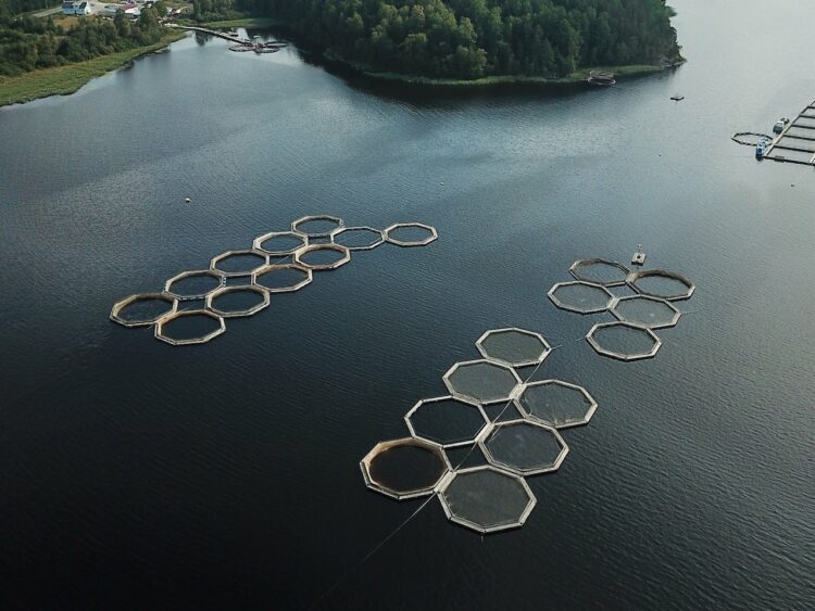 Photo by Alexey Komissarov: https://www.pexels.com/photo/aerial-shot-of-fish-pens-in-the-lake-9022596/