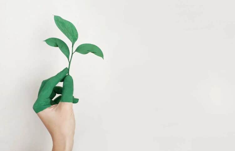 Photo by Alena Koval from Pexels: https://www.pexels.com/photo/person-s-left-hand-holding-green-leaf-plant-886521/